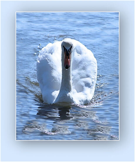 Beauty Swan ....