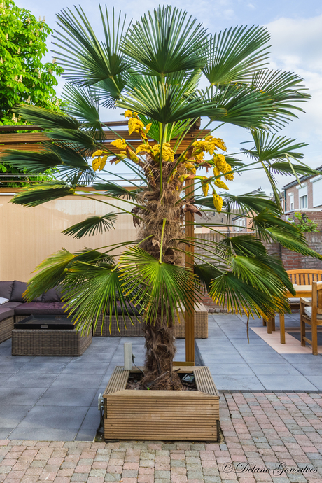 De Palmboom in eigen tuin