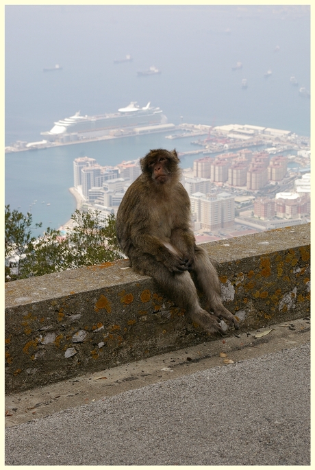 de trieste apen van Gibraltar 1