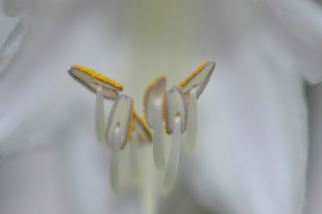 binnen in de hosta