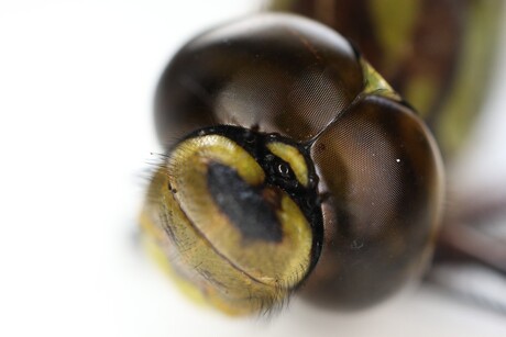 Libelle (blauwe glazenmaker)