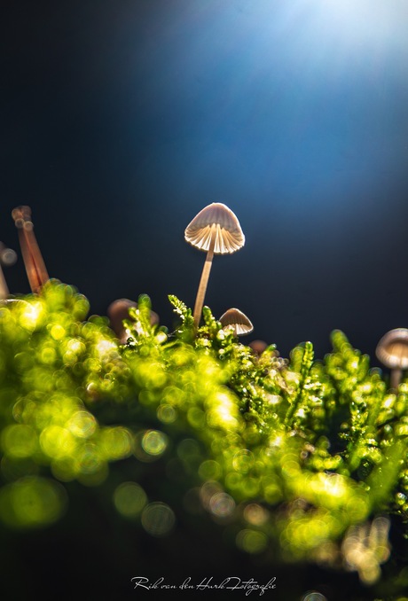 Mushroom magic