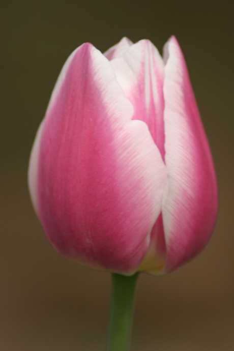 tulp