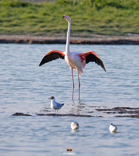 Flamingo op Texel.
