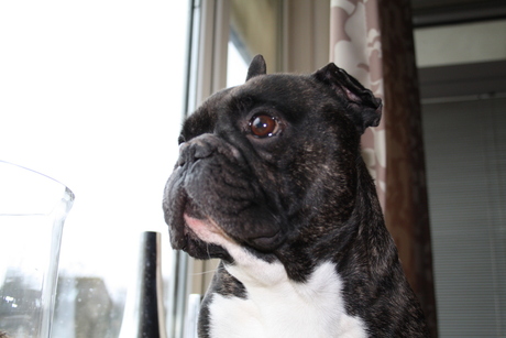 franse bulldog