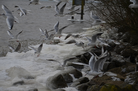 meeuwen voeren in de winter