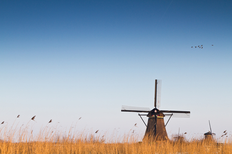 Windmolens Kinderdijk