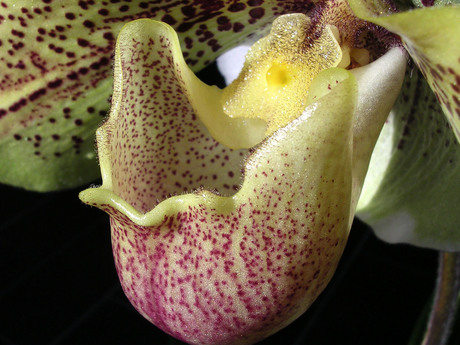 Bornem - orchidee