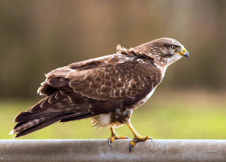 buizerd