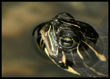 Schildpad