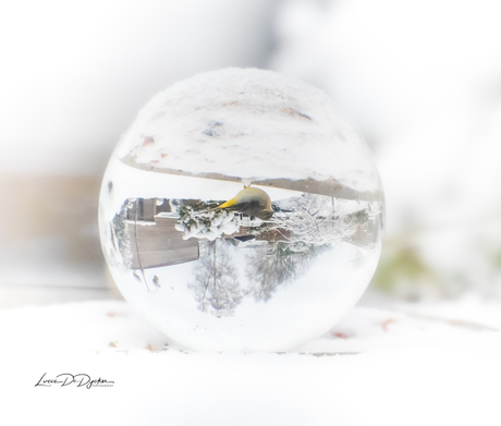 Met veel liefde voor de fotografie van de vogels en geduld, mijn fotowerk in 1 klik geklikt !