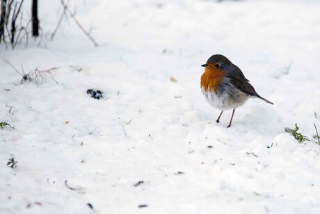 Vogel in de sneeuw