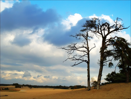 Zand en bomen