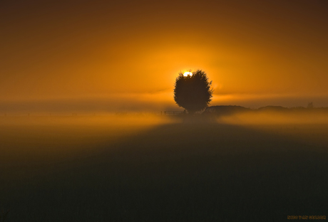 Opkomende zon achter een boom