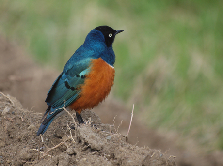 superb Starling