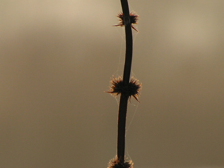 Riet langs de waterkant