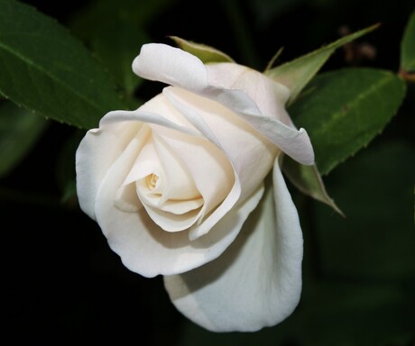 white rose