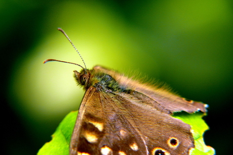Saint-Butterfly