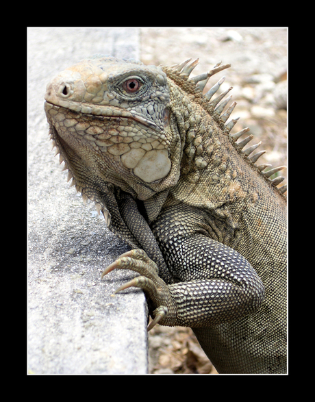 Iguana