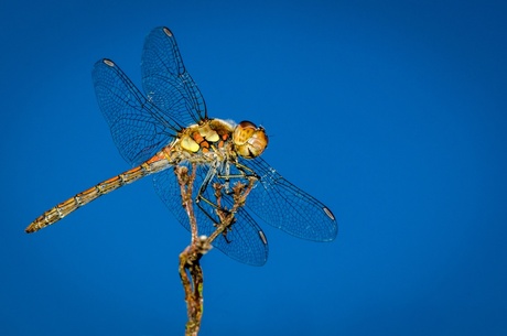 A Smiling Dragonfly