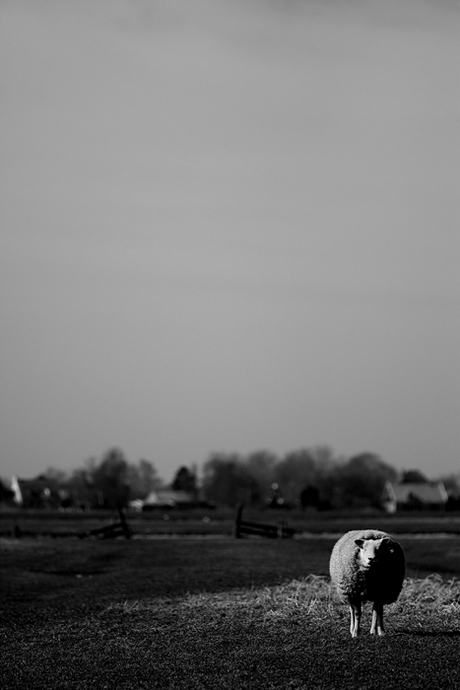 Schaap in contrast