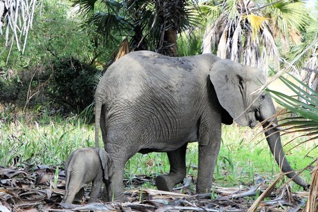 Moeder en babyolifant