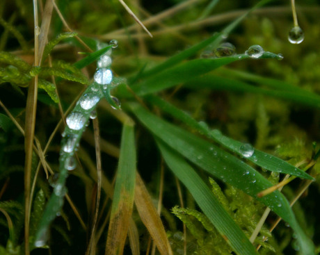 Druppeltje Gras