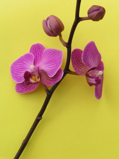 Orchideeën - Phalaenopsis