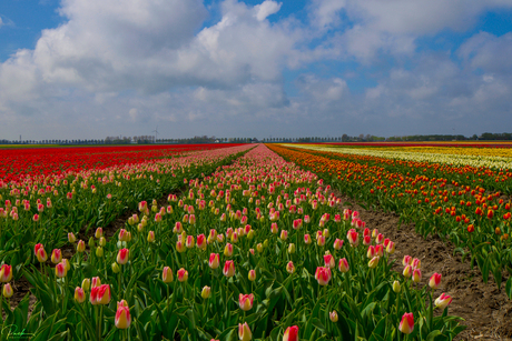Hollands landschap