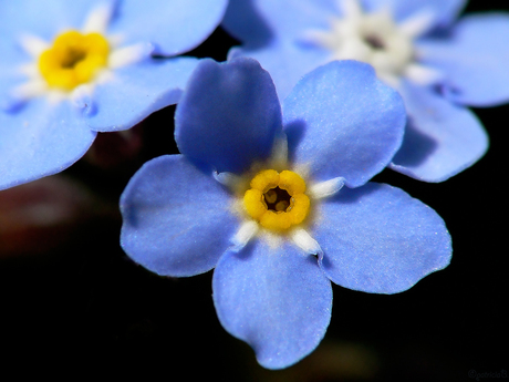 3mm bloemetjes