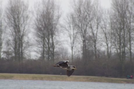 Reiger