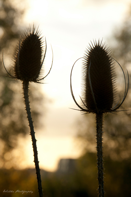 Nature - Kaardebol