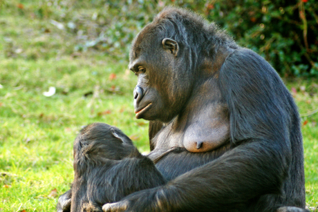 Aapjes in de Burgers Zoo