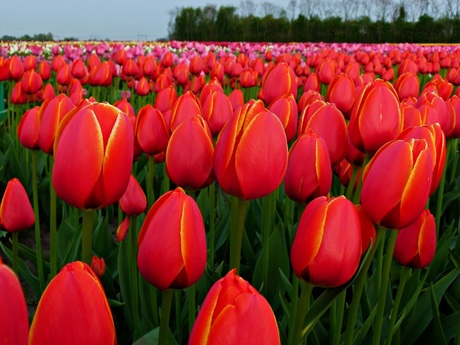 Tulpen uit Wouw