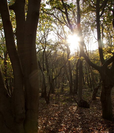 Herfstzonnetje door de bomen