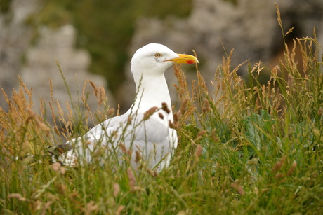 zilvermeeuw Etretat