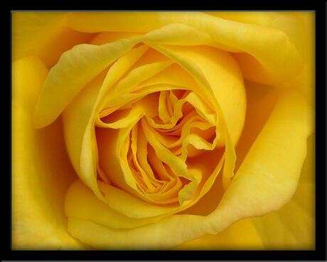 Yellow Rose