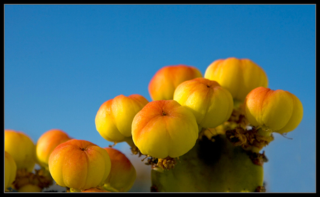 Catusbloem