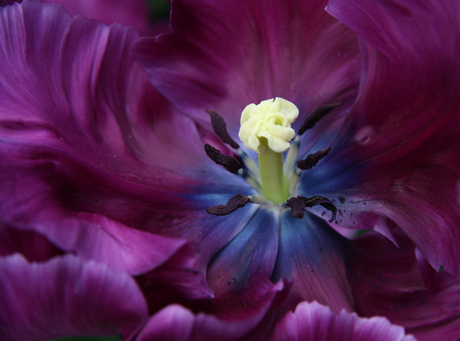 Heart of a Tulipa