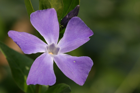 flower in the sun