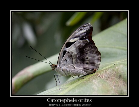 Catonephele orites