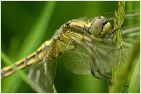 Orthetrum cancellatum, female