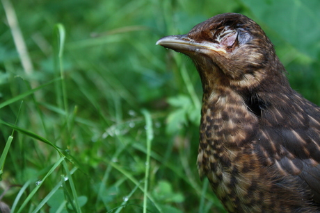 Jong vogeltje