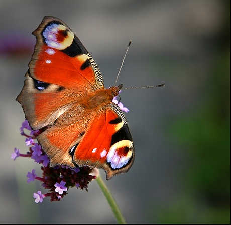 peacock butterfly..