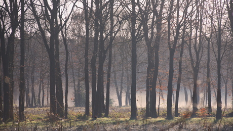 Bomenrij optrekkende mist