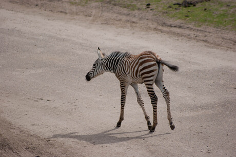 Zebra jong
