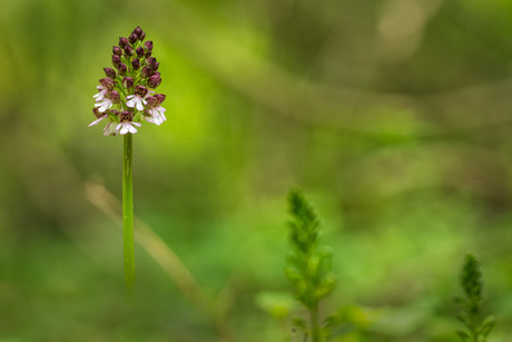 Purperorchis