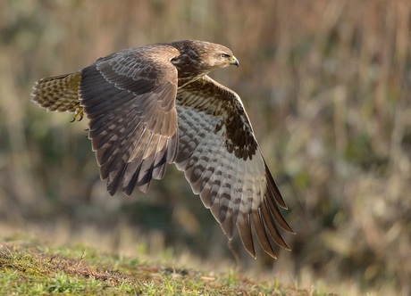 BUIZERD