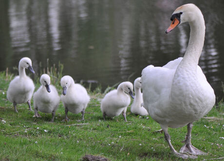 Dreigend en Vertederend