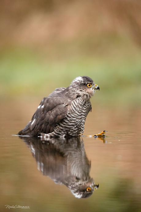 Morning bath